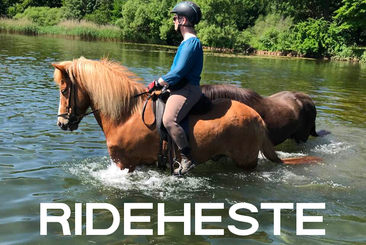 rideheste på stutteri bendstrup