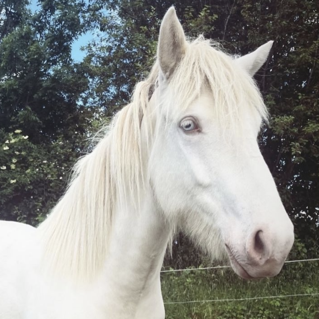 Bleikja fra Bendstrup - lovende islandsk hest til salg, sjælden farve, god afstamning