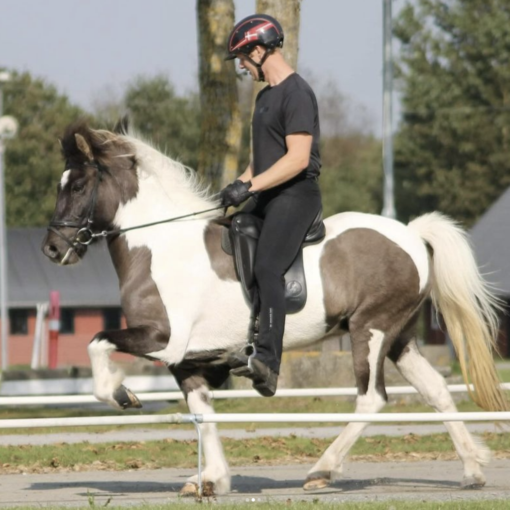 Mánastjarna fra Bendstrup, kåret islandsk hest