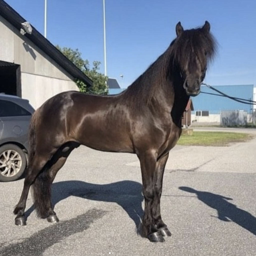 Mökkur - avlsgodkendt hingst fra Bendstrup islandske heste