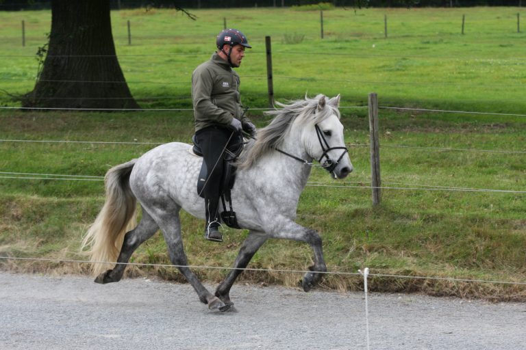 birkir-fra-bendstrup-islandsk-hest-tolt