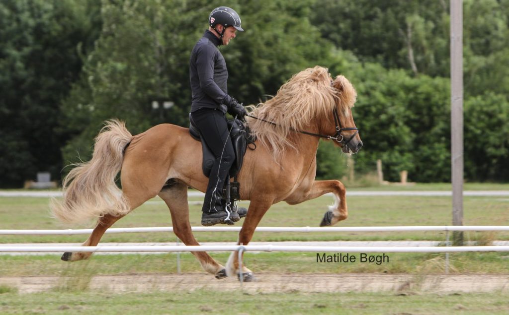 Fífill islandsk hingst