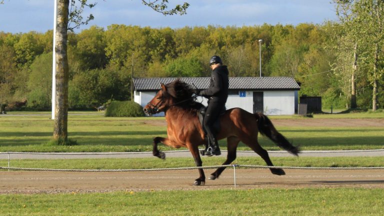 nattfari-fra-bendstrup-islandsk-hest-tolt-herning