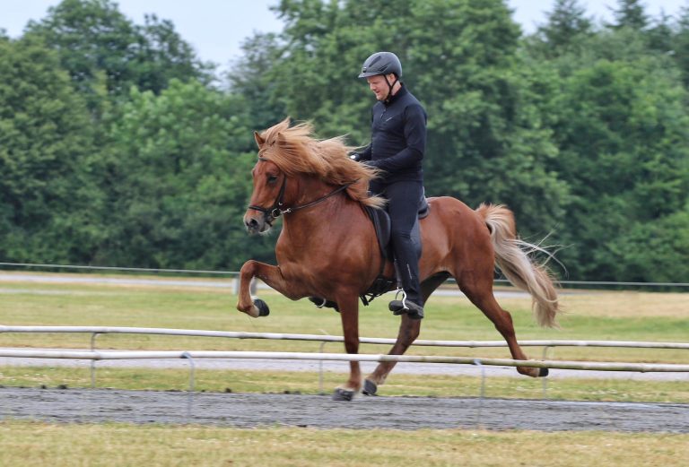 nökkvi islandsk hest hingst