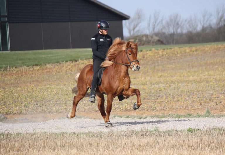 nokkvi-hingst-tolt-4-ar