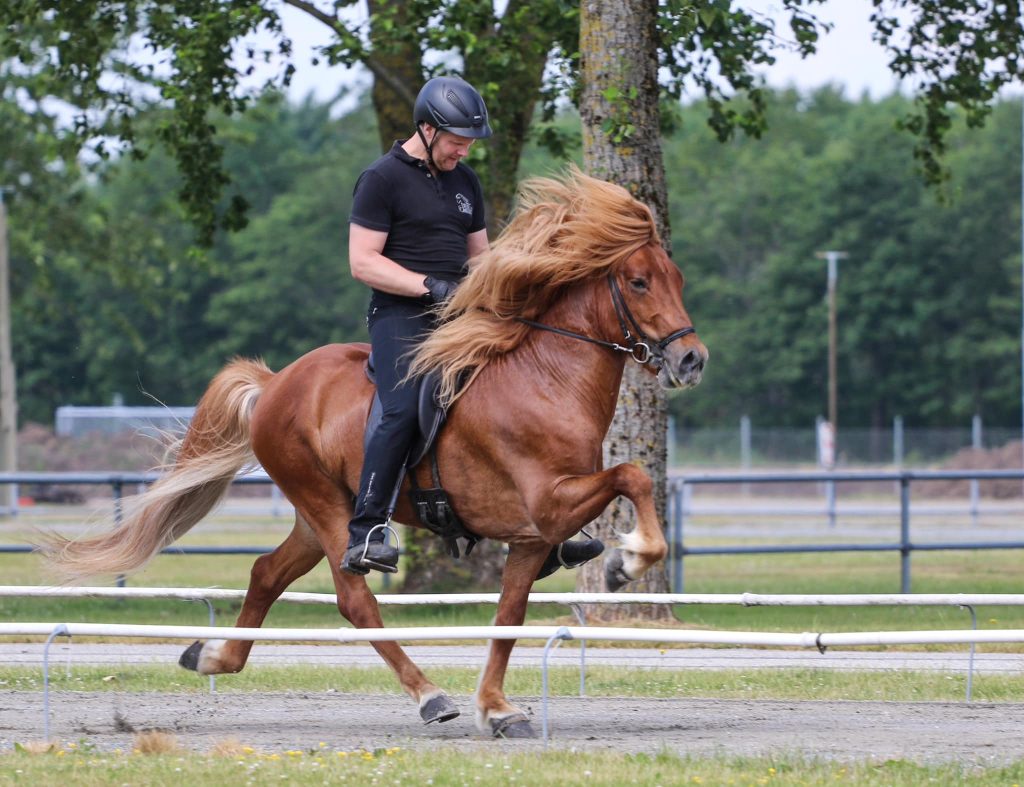 Nökkvi fra Bendstrup islandsk hingst