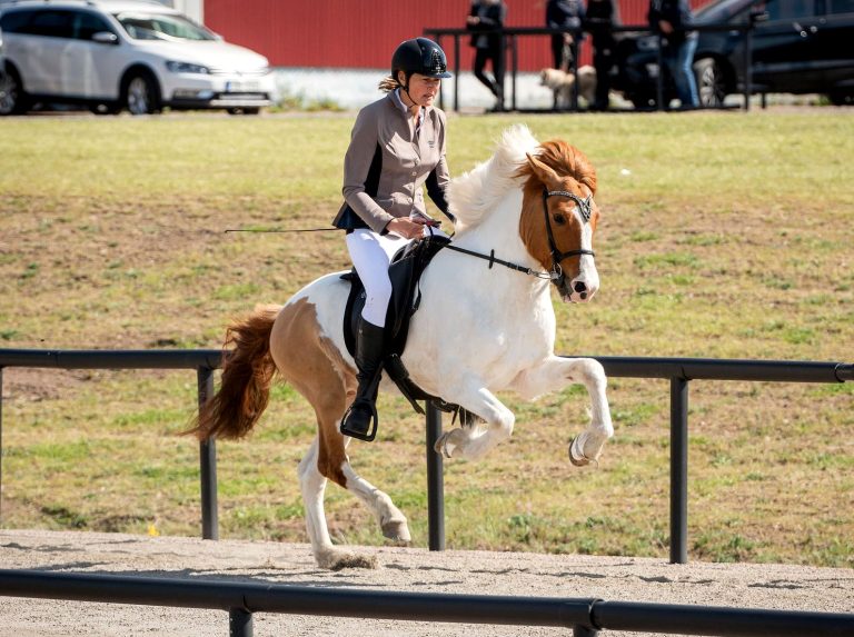 nupur-fra-bendstrup-islandsk-hest-birgitte-sandvik