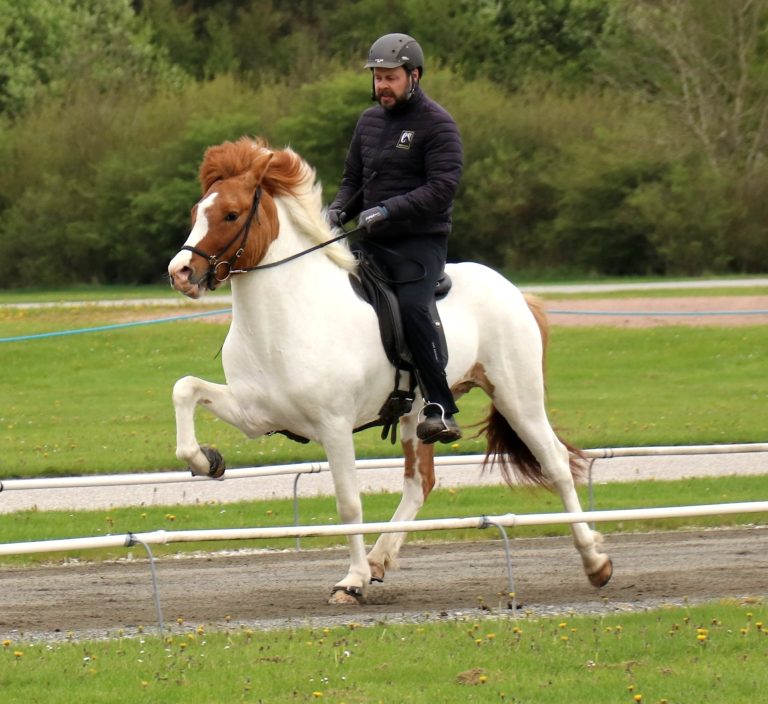 nupur-fra-bendstrup-islandsk-hest-birgitte-sandvik-tolt